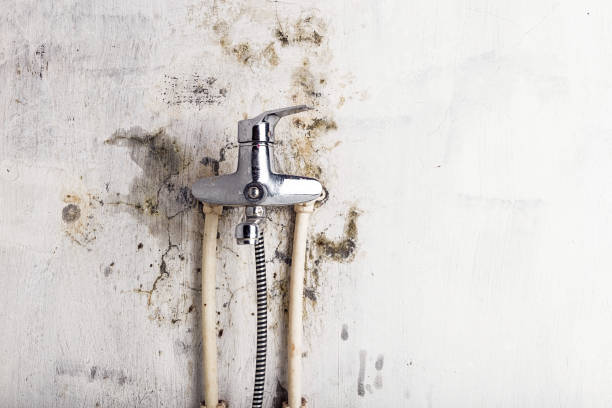 Best Mold Removal Near Me  in Trevorton, PA