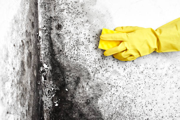Best Mold Testing  in Trevorton, PA
