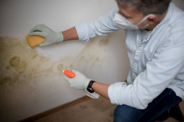 Best Certified Mold Removal  in Trevorton, PA