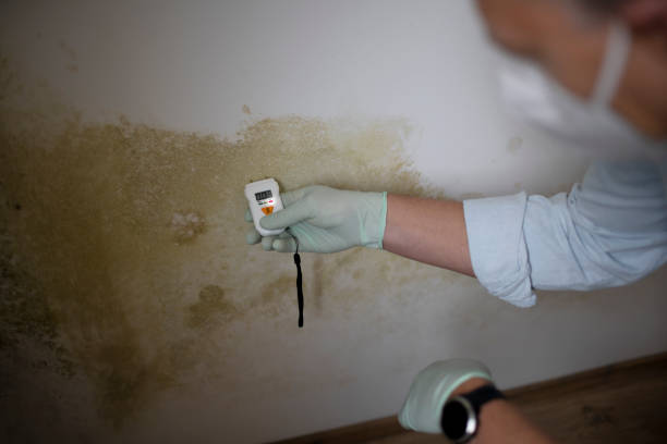 Best Local Mold Removal Service  in Trevorton, PA