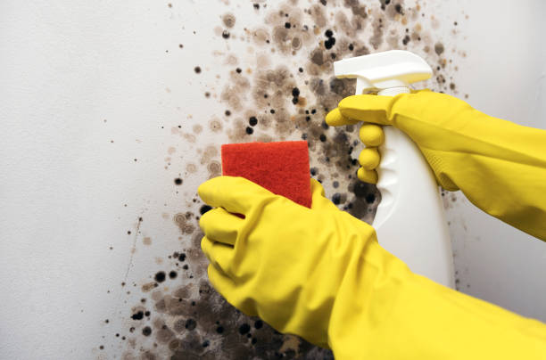 Best Office Mold Removal Services  in Trevorton, PA