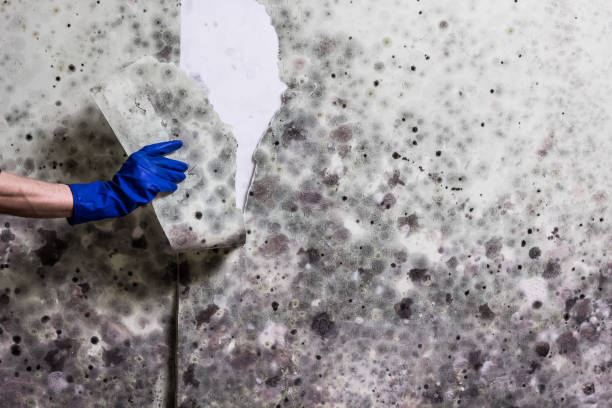 Best Home Mold Removal  in Trevorton, PA