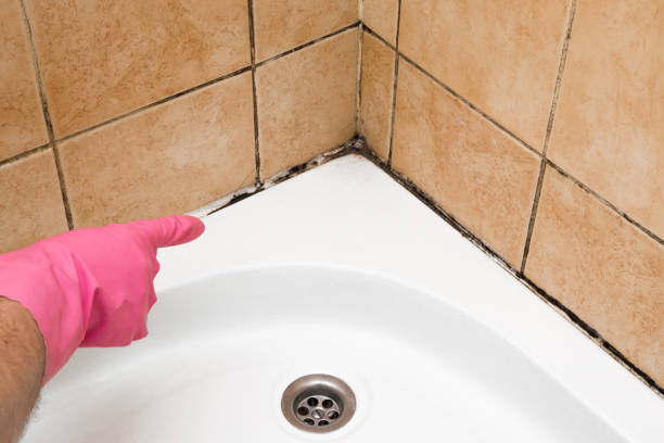 Best Fast Mold Removal  in Trevorton, PA